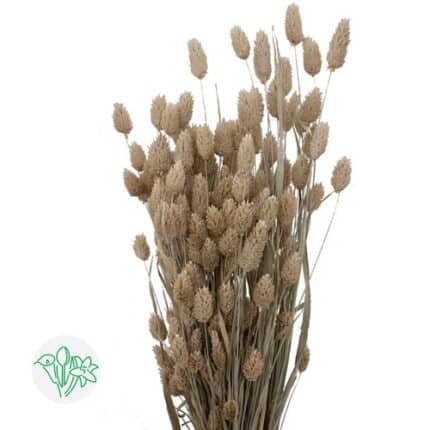 Phalaris Frosted White holl