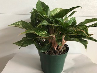 8" AGLAONEMA