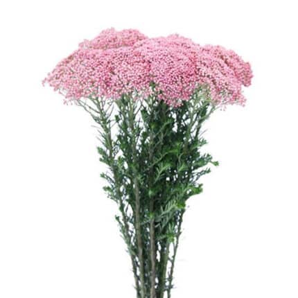 Rice Flower Pink 50cm esmerald