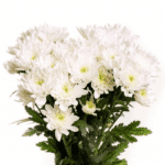 Pom Cushion Cream Artic rio - Image 2