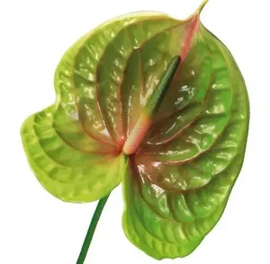 Anthurium Pistache Med(5Stm)