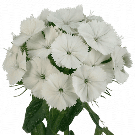 Dianthus Duke Breanthus(wht)ho
