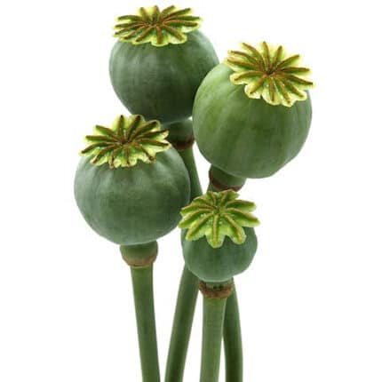 Poppy Pods tutuli