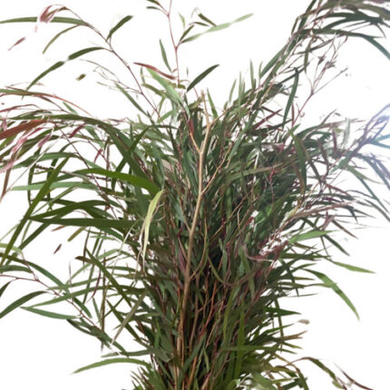Agonis tutuli