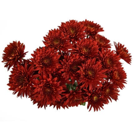 Pom Cushion Malbec sole