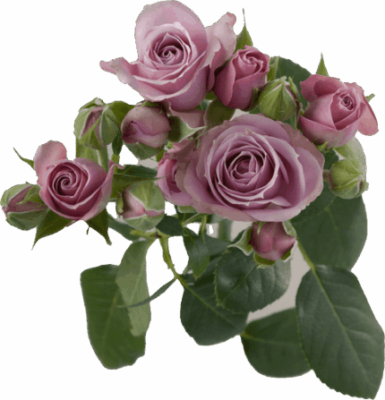 RoseSpray Lavender Irishka r