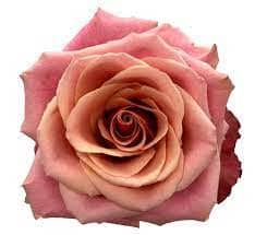 Rose Cold Brew 70cm Florecal