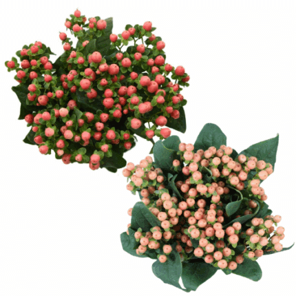 Hypericum Mellow&Pk Mix 5bu