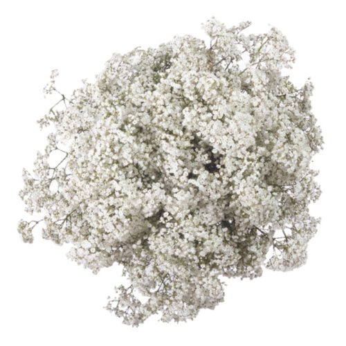 24e7d0e0-9116-402e-a55f-523739927e21.png Baby'sBreath MillionStar bella - Image 1