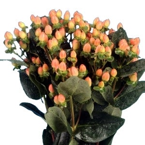 HYPERICUM peach 70 sunkiss