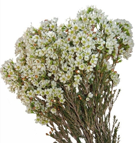 250e3a07-6232-4859-b758-cde284ba03f5.jpg Waxflower Hybrid White tutuli - Image 1
