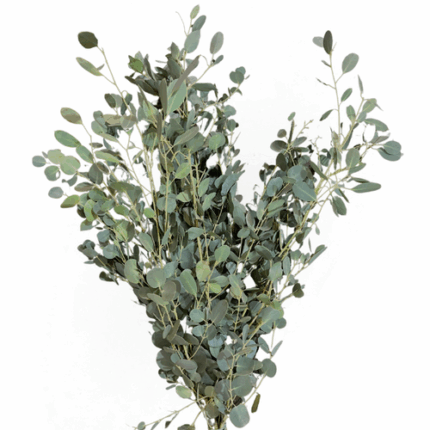 Eucalyptus Bonsai tutuli