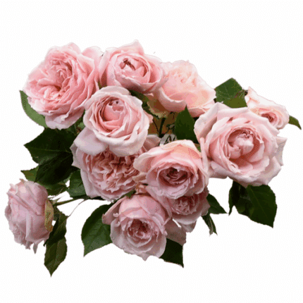 Rose Gdn Maria Pia 60cm florec