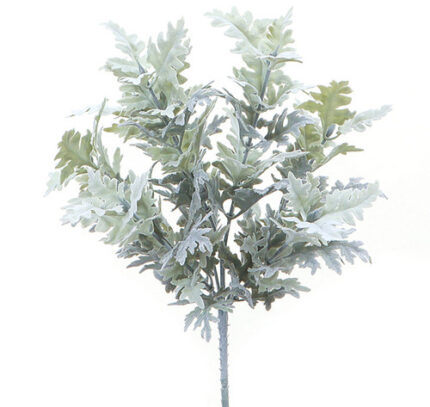 Dusty Miller bellaflor(10st)