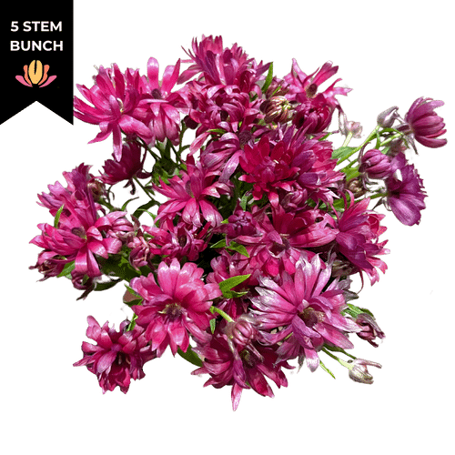 251bd96d-9b37-4d0d-b1c9-826f71687db9.png Ranunculus Moderna Viola rprim - Image 1