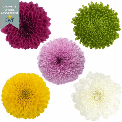 Mum Disbud Ball(17case)sole