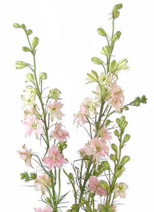 Larkspur LtPk joe&son