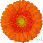 Germini Monza org can