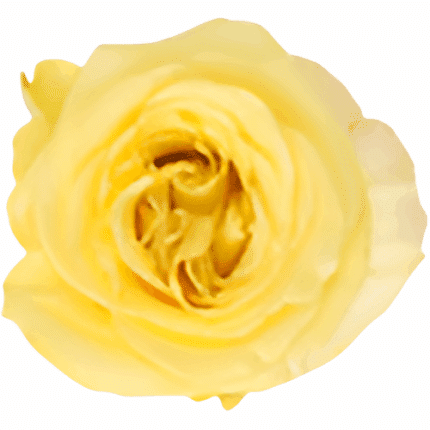 Rose Bella Donna 40cm rprima