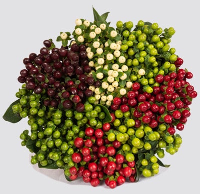 Hypericum Christmas Asst(14cs)