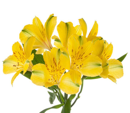 Alstro Yellow tessa supsel