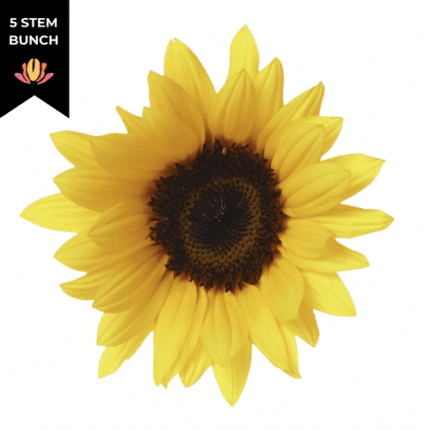 Sunflower Vincent sole(5st)