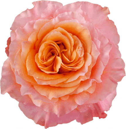 Rose Free Spirit 40cm rprima