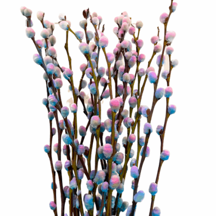 PWillow Dried Cotton Candy hol