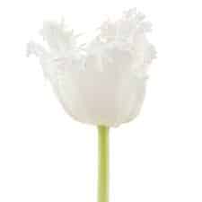 Tulip Frill Honeymoon holl xtra