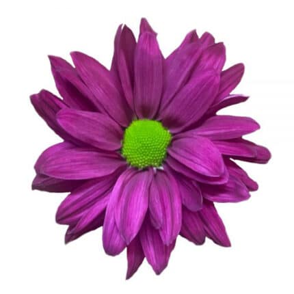 Pom Daisy Denzel Rio