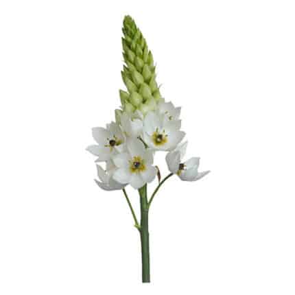 Star Of Beth 60cm  White holl