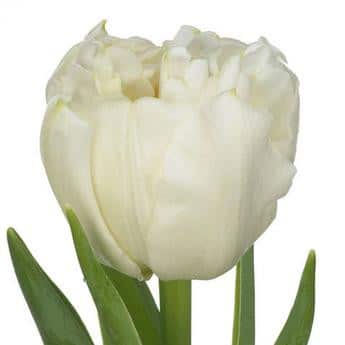 Tulip Mondial s.v.