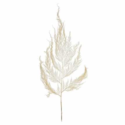 Dried Marine Fern Bleached byf