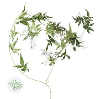 Jasmine Vine holex