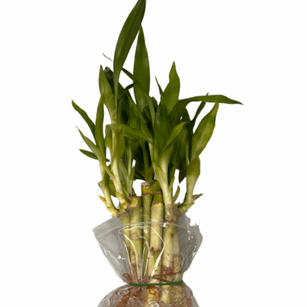 Lucky Bamboo Sticks 2-3in 10st