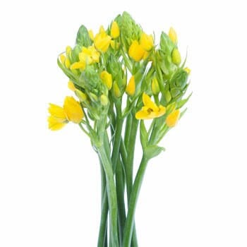 Star Of Beth Yellow isreli