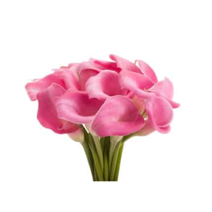 Calla Butterfly Pink gdn