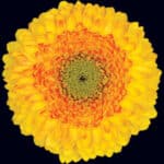 Gerber Pom Comet can.