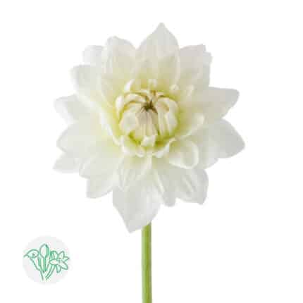 Dahlia MaartenZwaan holl