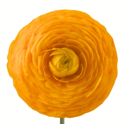 Ranunculus Yellow tessa