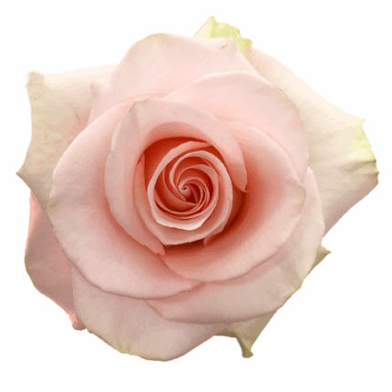 Rose Blessing 50cm. florecal