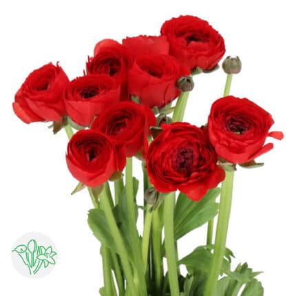 Ranunculus Cloni Success Valentino