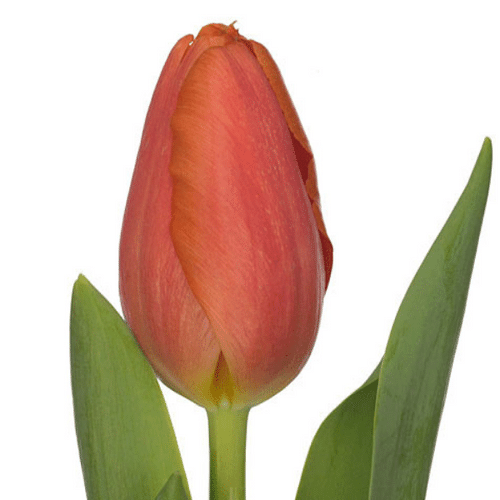 26084695-4a55-4d60-bf85-dfb952e750bb.png Tulip Time Out canada - Image 1