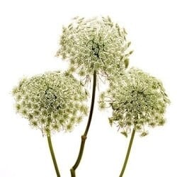 Lace Green Mist fresca
