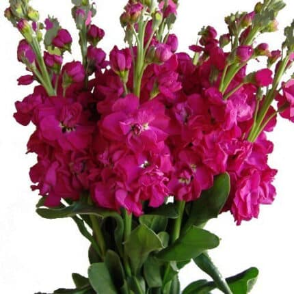 Stock Hot Pink florisol