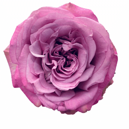 Rose Queens Crown 50cm naranjo