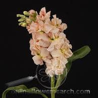 Stock Apricot joe&son