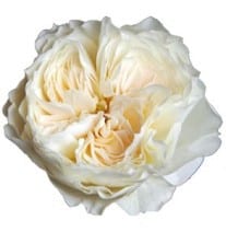 Rose White Cloud trilogy (Garden Rose)