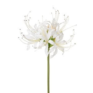 Nerine White chili