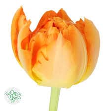 Tulip Dbl Monte Orange holl 37cm